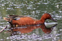 Cinnamon Teal